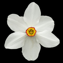 Fototapeta na wymiar Flower of white Daffodil (narcissus), isolated on black background