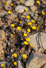 Beautiful pasque or anemone (Pulsatilla patens)  flowers in sunny spring forest