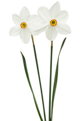 Two flowers of white Daffodil (narcissus), isolated on white background