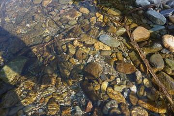 Tadpole and Clear Water