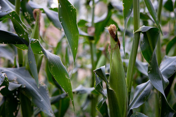 Corn, Hokkaido sweet corn with green leaf in the garden.