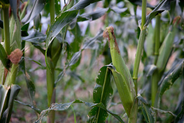 Corn, Hokkaido sweet corn with green leaf in the garden.