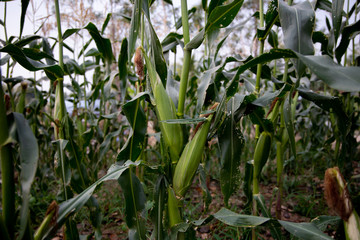 Obraz premium Corn, Hokkaido sweet corn with green leaf in the garden.