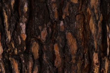 Embossed texture of brown tree bark with green moss and lichen on it.