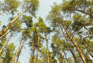 Gracefull pine trees in a forest. Nature background