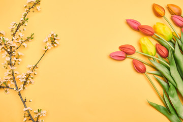 Pastel background beautiful colorful tulips