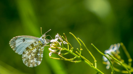 A beautiful butterfly In the green flowers in summer