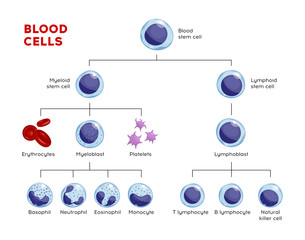 Vector types of blood cells. Erythrocytes, eosinophil, neutrophil, plateletes, leukocytes, lymphocytes, monocytes, basophil etc. Educational chart