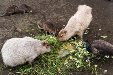 草をはむ　動物園,かわいい,観光,レジャー,楽しみ,癒される