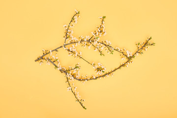 Cherry blossom with pastel background