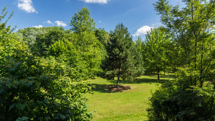 Fototapeta na wymiar Green trees in a Summer day in Souffelweyersheim