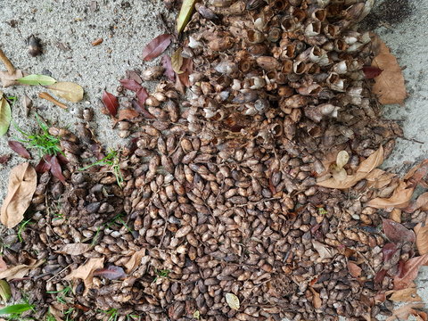 Attalea maripa, commonly called maripa palm is a palm native to tropical South America and Trinidad and Tobago. Amazon rainforest, Brazil