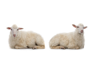 two Lying sheep isolated on a white background.