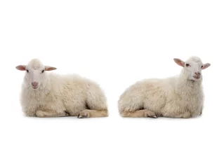 Zelfklevend Fotobehang twee liggende schapen geïsoleerd op een witte achtergrond. © fotomaster