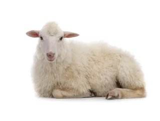 Foto op Plexiglas Liggende schapen geïsoleerd op een witte achtergrond. © fotomaster