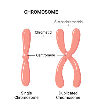 Vector illustration of chromosome structure