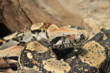 Serpiente en Costa Rica