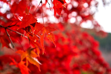 Fototapeta premium Red like fire maple leaves in Japan