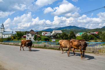 Cows walking down the street of a Carpathian village, houses and mountains in the background, village Kolochava, Transcarpathia Ukraine.