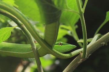 Bejuquilla verde (Oxybelis fulgidus), Costa Rica