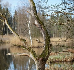 Im Moor
