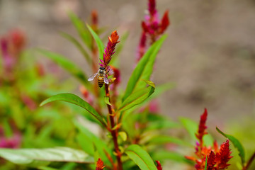 honey bee sits on a branch of a flower
