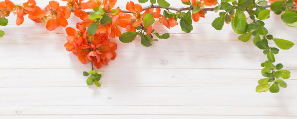red flowers on white wooden background