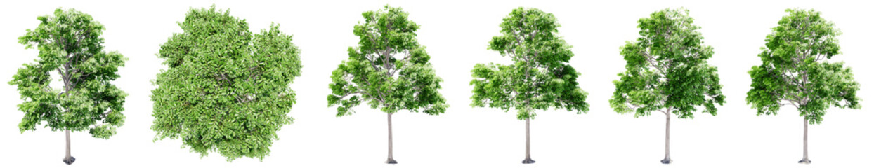 Set or collection of green oak trees isolated on white background. Concept or conceptual 3d illustration for nature, ecology and conservation, strength and endurance, force and life