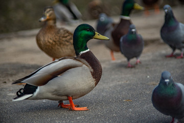 wild duck is a closeup of a free walk on the asphalt