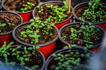 Seeding plants greenhouse. Plant seeding in greenhouse. New life