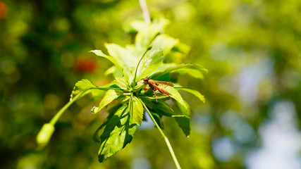 the insect sits on a green flower