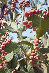 Cactus fig plants in Sicily