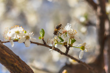 Branch with white flowers of fruit tree and a honey bee. Selective focus. Blurred background.