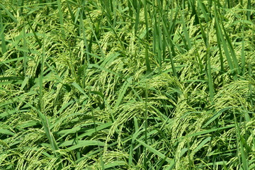 Green rice fields Use as wallpaper