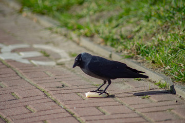 black crow eats cheese on pavers on a sunny day
