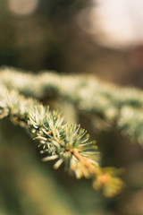 close up of pine needles