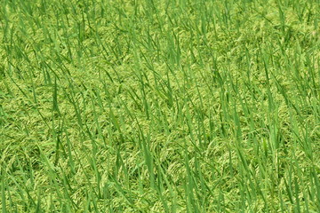 Green rice fields Use as wallpaper