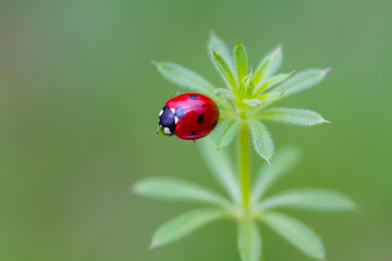 Red ladybug on green leaf