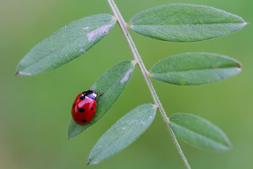 Fototapeta premium Red ladybug on green leaf