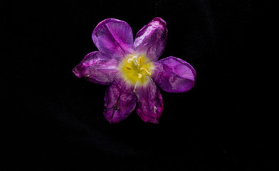 purple tulip opened and isolated on black background
