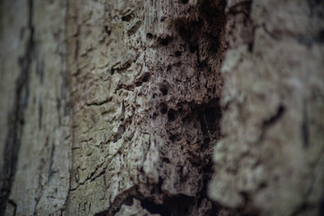 Dry tree without bark closeup