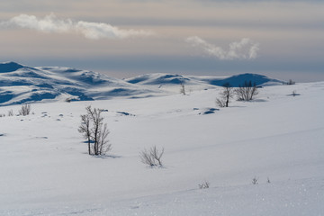 Winter landscape in Dovrefjell-Sunndalsfjella National Park, Norway