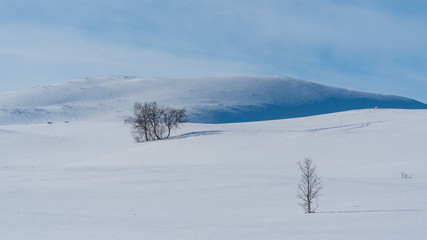 Fototapeta na wymiar Winter landscape in Dovrefjell-Sunndalsfjella National Park, Norway