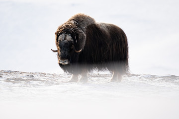 Musk ox in a minimal winter landscape