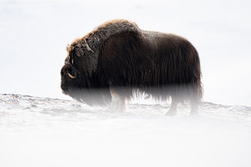Musk ox in a minimal winter landscape