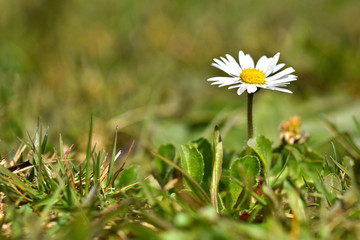 Gänseblümchen, Bellis perennis, common daisy