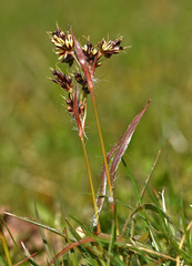 Feld-Hainsimse, Luzula campestris, field wood-rush