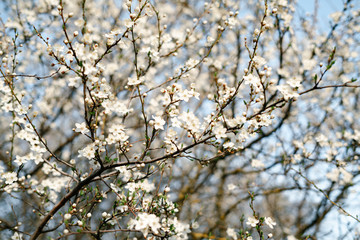 a lot of beautiful, delicate, white flowers blooming cherry plum on a tree branch, in the Botanical garden in the sun, in early spring