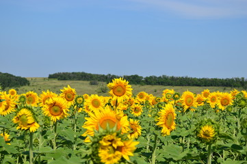 sunflowers