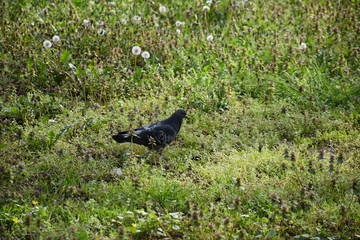 A pigeon with gray feathers landed on a meadow full of field flowers